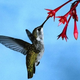 Illustration for article titled The Green-Tailed Hummingbird is disappearing for reasons far weirder than you thought